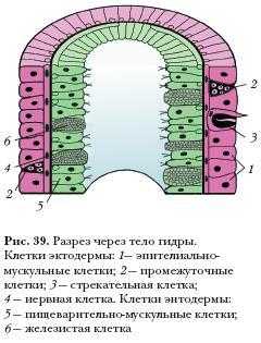 Сайт кракен россия